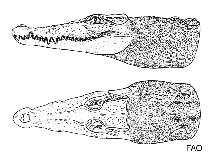 Crocodylidae