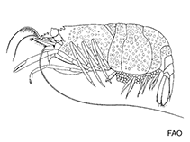 Gnathophyllidae