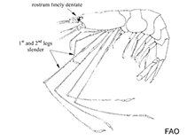 Nematocarcinidae