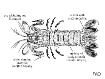 Odontodactylidae