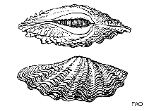 Tridacnidae