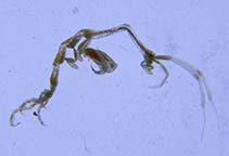 Image of Caprella scaura 