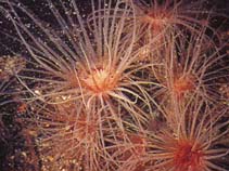Image of Pachycerianthus borealis (Northern cerianthid)