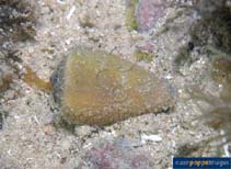 Image of Conus frigidus (Frigid cone)