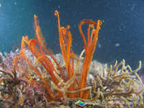 Image of Anneissia japonica 