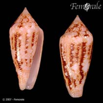 Image of Conus legatus (Ambassador cone)
