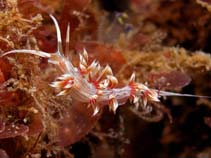 Image of Cratena lineata (White-lined cratena)