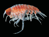 Image of Cyllopus lucasii 