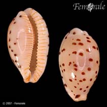 Image of Cypraea punctata (Brown-spotted cowry)
