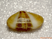 Image of Donacilla cornea (Corneous wedge clam)