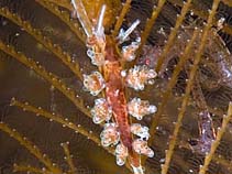 Image of Doto koenneckeri (Doto nudibranch)