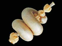 Image of Dorymenia menchuescribanae 