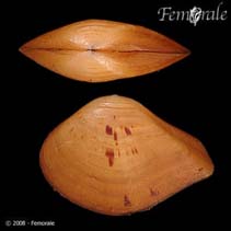 Image of Eucrassatella speciosa (Beautiful crassatella)