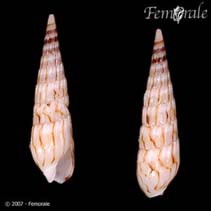 Image of Hastula penicillata 