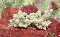 Image of Janolus incrustans 