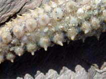Image of Marthasterias glacialis (Spiny starfish)