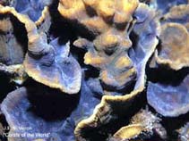 Image of Mycedium umbra (Green eyed cup coral)