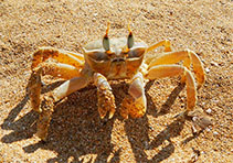 Image of Ocypode cursor (Tufted ghost crab)