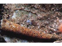 Image of Pectinaria gouldii (Ice cream cone worm)