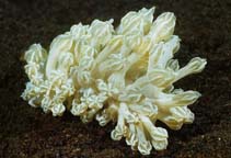 Image of Phyllodesmium rudmani 