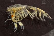 Image of Phronima sedentaria (Parasitic hyperiid amphipod)