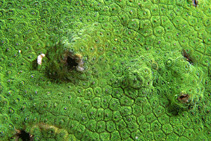 Image of Plesiastrea versipora (Small knob coral)