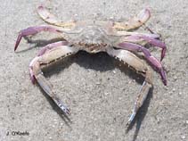 Image of Achelous gibbesii (Iridescent swimming crab)