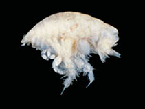 Image of Proharpinia antipoda 