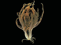 Image of Promachocrinus kerguelensis 