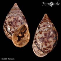 Image of Pythia scarabaeus (Common pythia)