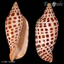 Image of Scaphella junonia (Junonia)