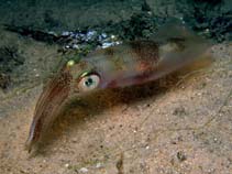 Image of Sepioteuthis australis (Southern reef squid)