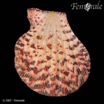 Image of Semipallium tigris (Tiger scallop)