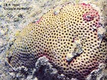 Image of Siderastrea radians (Lesser starlet coral)