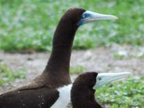 Image of Sula leucogaster (Brown booby)
