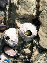 Image of Tetraclita japonica (Black barnacle)