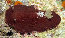 Image of Thordisa albomacula 