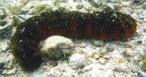 Image of Holothuria mexicana (Donkey dung sea cucumber)
